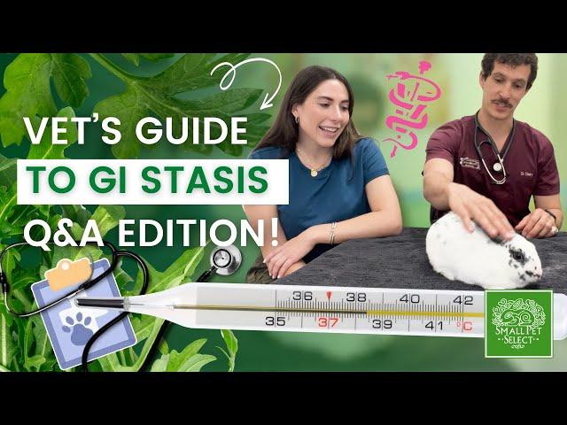 Everything You Need To Know About GI Stasis (From a Veterinarian!)