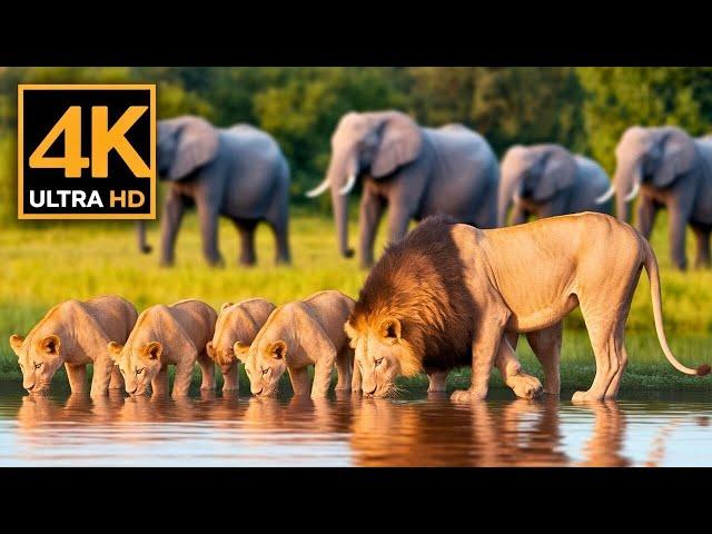 WILD 4K Adventure in Hwange National Park with REAL African Animals!