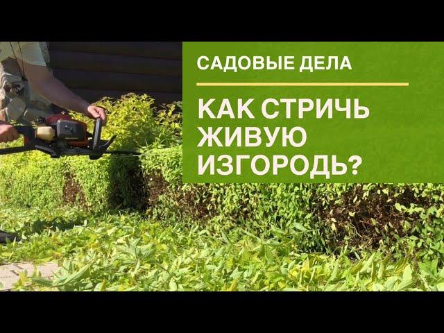 Как стричь живую изгородь из спиреи? | САДОВЫЕ ДЕЛА