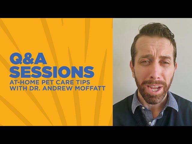 At-Home Pet Care Tips with Dr. Moffatt | Petco Q&A Sessions