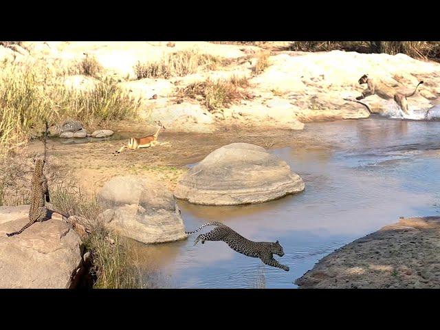 LIONS and LEOPARD hunt SAME IMPALAS 