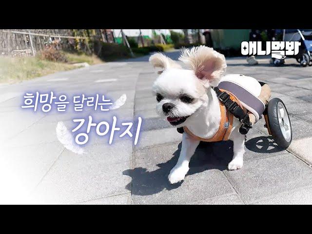 (감동주의)안락사를 앞둔 강아지 사랑으로 다시 태어났습니다ㅣA puppy facing euthanasia is reborn through love