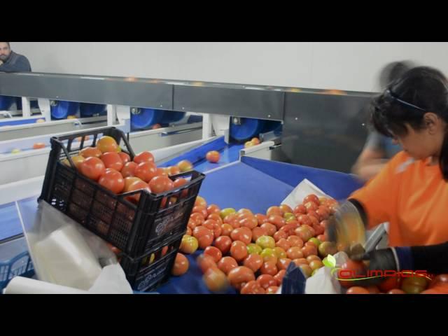 OLIMPIAS S.A. | Processing and grading line for tomatoes.