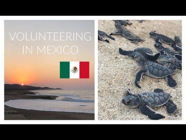 COLOLA, MEXICO Travel Diary | Volunteering with SEE Turtles