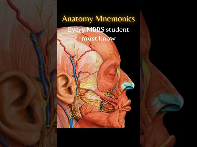 Anatomy Mnemonics Made Easy | Anatomy tips & tricks