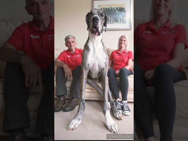 #Shorts _#Biggest Dog In The World #Largest Dog In The World #