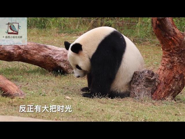 奥地利海归大熊猫福豹，完美演绎“痒”这首歌！