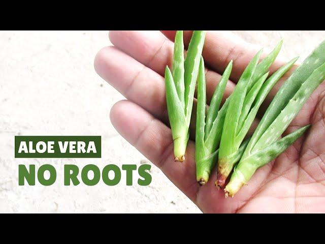 How To Plant Aloe Vera Pups Without Roots