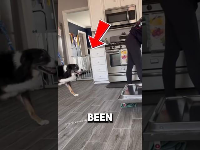 THE MOST GENIUS DOG#shortsviral #doglover #animallover