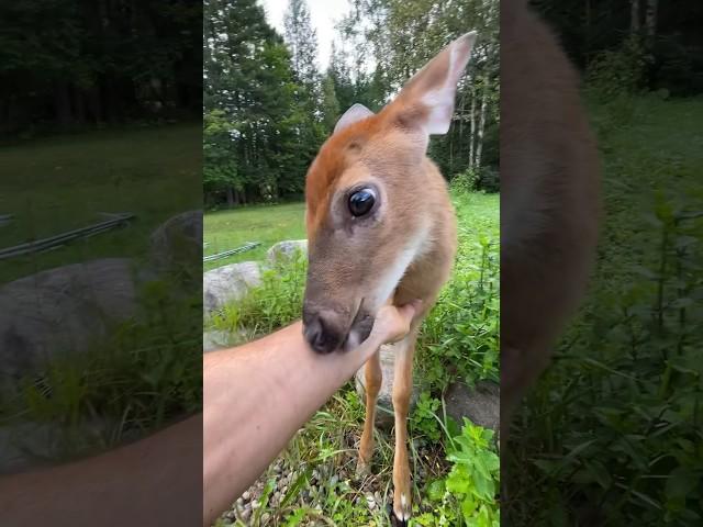 This is how I met this lone fawn & within a couple weeks we became best friends. I called her Fairy.