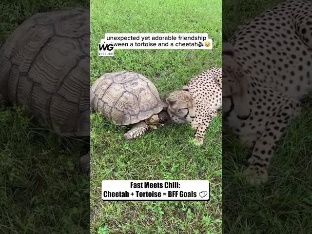 Cheetah and Tortoise Are Unexpected BFFs—and It’s Adorable!