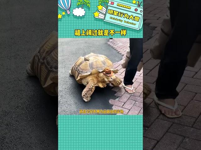祖上闊過的就是不一樣 #鳥類#冷知識#娛樂評論大賞