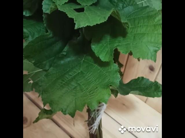 Веник для бани из лещины