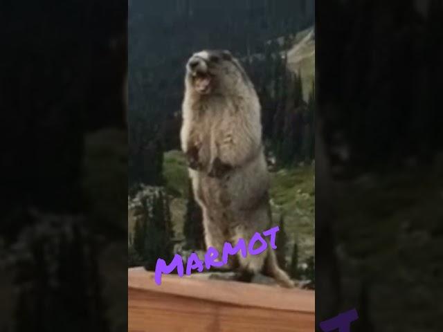 Phonky marmot