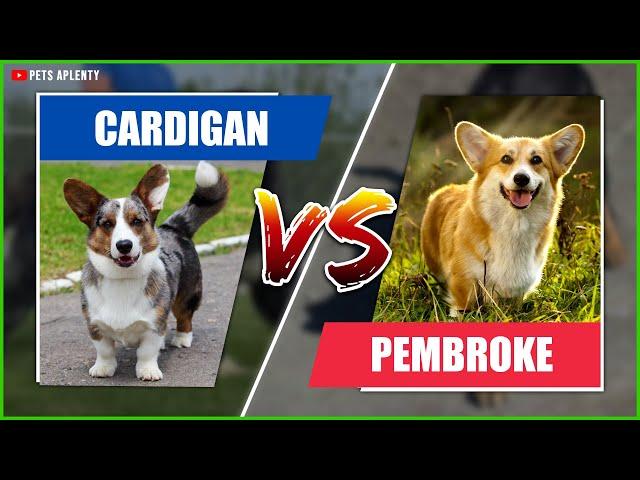 The Cardigan Welsh Corgi vs Pembroke: Compare the breeds and find out which is better!