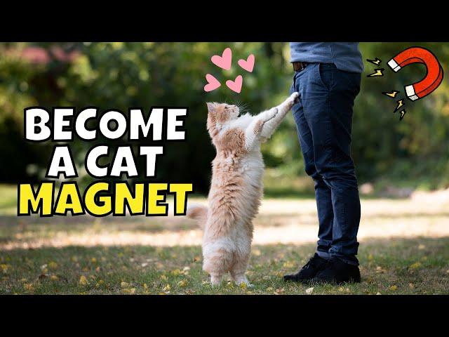 8 Secret Ways to Get Cats to Walk Up to You