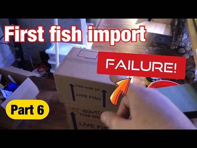 My first import fish order failure! (Part 6)