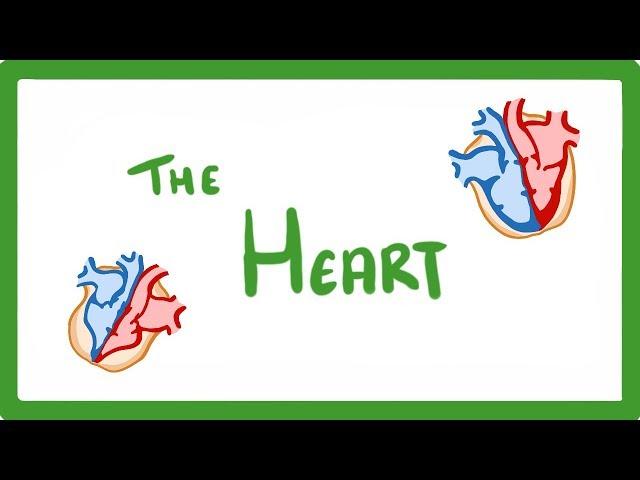 GCSE Biology - The Heart  #23