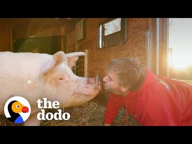 Rescue Pigs Runs To Her Dad When He Calls Her Name | The Dodo Comeback Kids