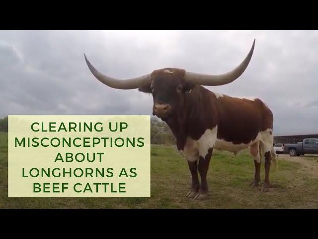 Clearing Up Misconceptions About Longhorns as Beef Cattle