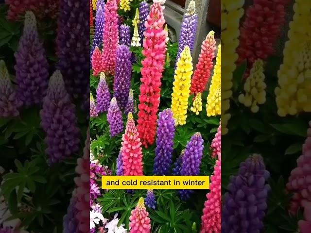 lupine flowers growing techinics  / satisfying  / Roses with you