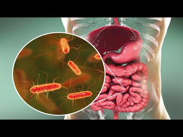 Microorganisms and Humans: Commensal and Pathogenic Flora