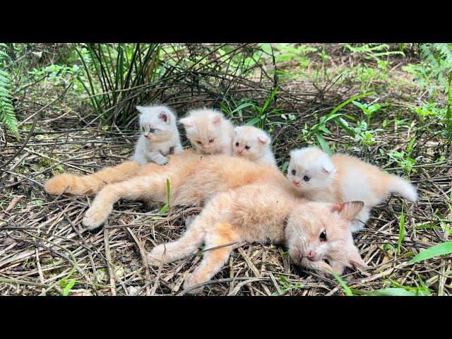 Dramatic Rescue: A Miracle Happened to a Dying Mother Cat and Her Adorable Kittens.