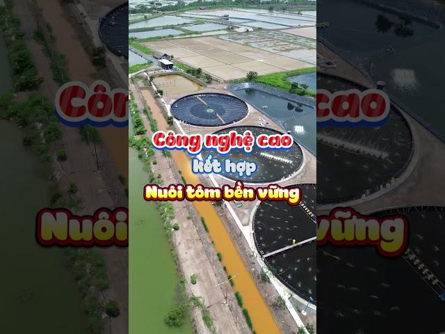 Theo bà con nuôi tôm Công nghệ cao là như thế nào? #tôm #thuysan #nuoitom #farmext #farmextbase