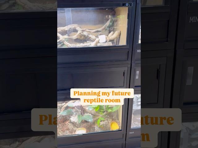 Planning My Future Reptile Room... Thoughts?