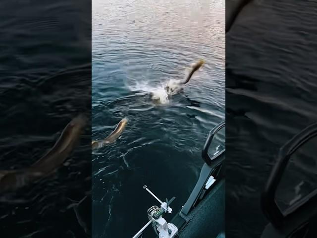 When you and your buddie catch a big ones at the same time #fyp #fishing #monsterfish #viral
