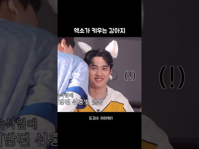 엑소가 키우는 강아지
