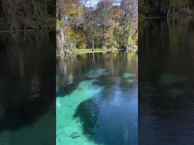 The perfect view for a morning on the water  #GetUpAndGoKayaking #FloridaSprings #Manatee