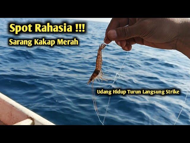 Mancing Ikan Umpan Udang Di Rumpon Kakap Merah