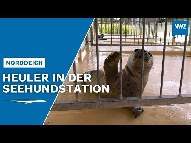 Jupp und Franz sind die ersten Heuler in der Seehundstation Norddeich