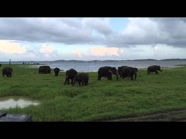 The Gathering of Elephants, Kaudulla National Park, Sri Lanka