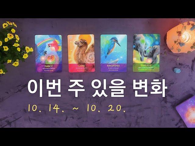 [타로/주간운세] 10월 셋째 주 종합운(10. 14. ~ 10. 20.)