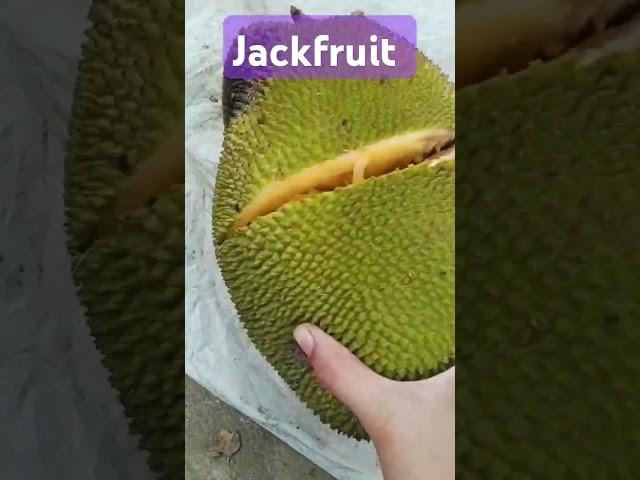 Today Sunday special jackfruit #trending#amalapuram#music#instagram#recipe#love#life#