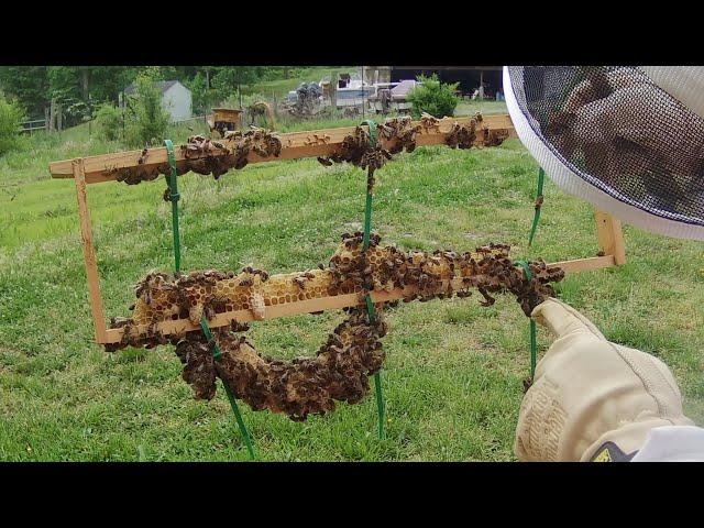 3 May  - 2021 Fat Bee Man Queen Rearing Experiment