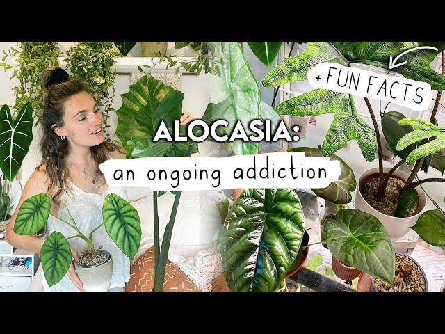 Sorry If This Makes You Buy More  ALOCASIA Collection Tour, Growth Updates + FUN FACTS