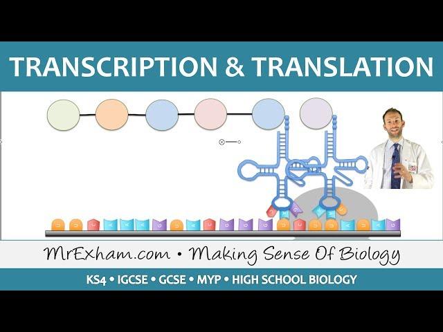 Protein Synthesis Part 2 - Transcription and Translation - GCSE Biology (9-1)