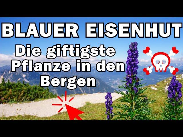 Blauer Eisenhut giftig, Wirkung und Wissen  Aconitum napellus 