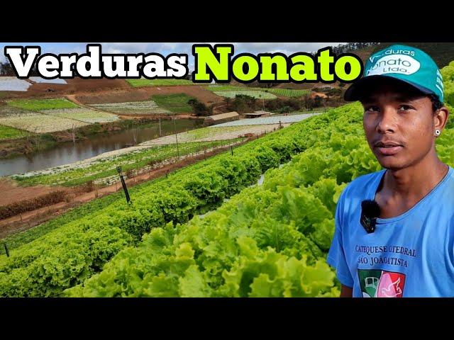 A Maior Plantação De Hortaliças que Você vai Ver Hoje (Verduras Nonato)