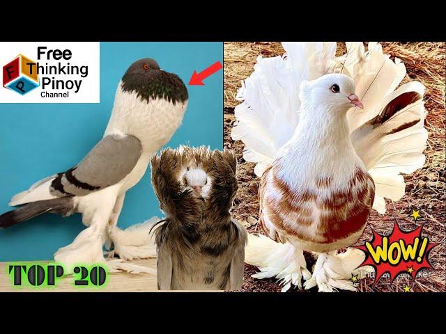 20 MOST BEAUTIFUL PIGEON BREED in the World | Maganda At Kakaibang Uri ng Kalapati