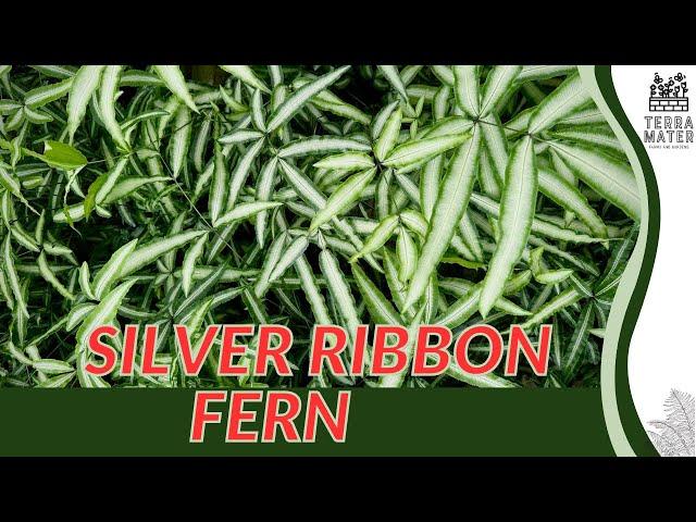 Discovering the Grace of SILVER RIBBON FERN | foliage for your space! (Pteris cretica ‘Albolineata’)