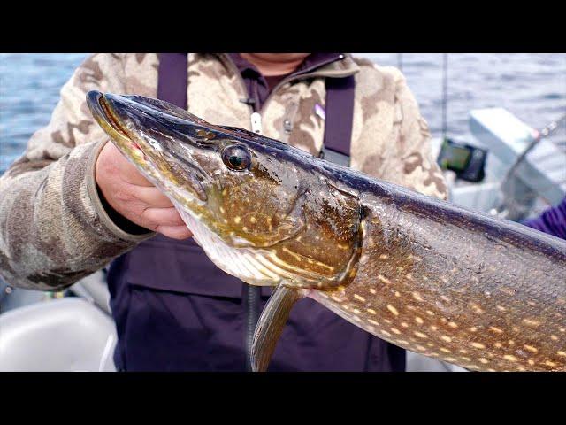 Les brochets XXL du lac Mistassini | Roadfish - Saison 6 - Épisode 12