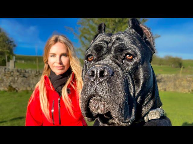 THE WORKING CANE CORSO - FIERCE HUNTER, GUARD DOG & PROTECTOR