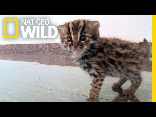 This Rescued Kitten Isn't Just Any Cat—It's a Wild Leopard Cat | Nat Geo Wild