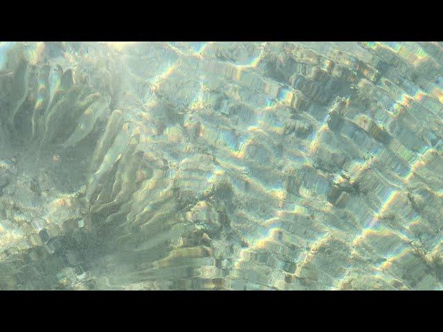 Thrownet Guam// Juvenile Goatfish // Ti’ao