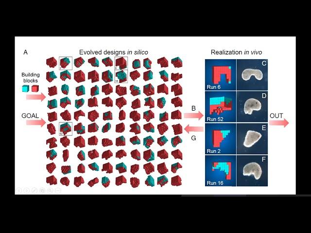 TMS Journal club: A scalable pipeline for designing reconfigurable organisms.