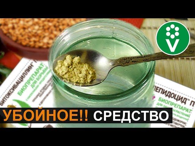 КОЛОРАДСКИХ ЖУКОВ, ТЛИ, МУРАВЬЕВ не будет! Приготовьте биопрепарат своими руками